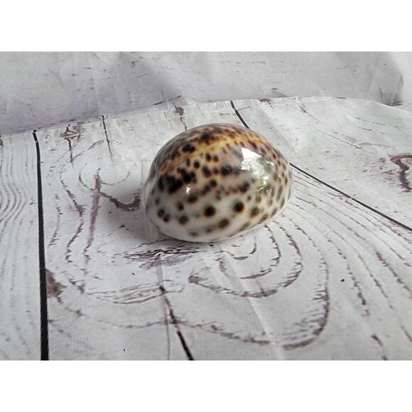 Tiger Cowrie Shell Cypraea Tigris Beach Crafts Ocean Decor 2.5 Inches - Picture 1 of 6